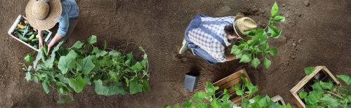 Lire la suite à propos de l’article AGRICULTURE